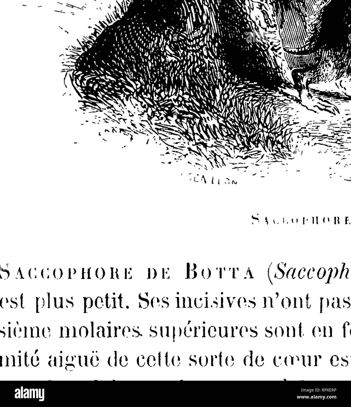 . Histoire naturelle des mammifères, avec l'indication de leurs moeurs, et de leurs rapports avec les arts, le commerce et l'agriculture ;. Les mammifères. 36 i'ordre des rongeurs. Géomys, ce qui veut dire Rat de terre et fait allusion à l'habitude qu'ils ont de creuser le sol. APLODONTIE Genre (Aplodontia, Richardson). Malgré la forme un peu différente de son crâne et celle de ses dents, ce genre ne nous paraît pas devoir être éloigné des CCS-cophores. Il comprend également une espèce fouisseuse qui habite aussi l'Amérique septen- trionale. M. Waterhousele réunit aux Sciuridés ; c'est l'Aplodontie l Banque D'Images