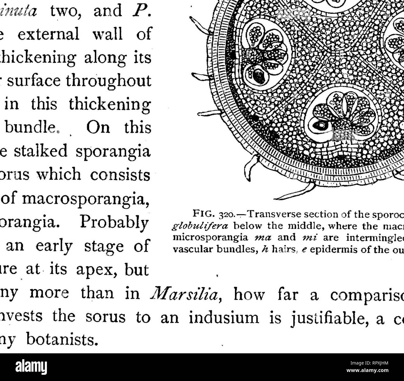 . Texte-livre de botanique, morphologiques et physiologiques. La botanique. 456 cryptogames vasculaires, l'élaboration de le sporange commence avec l'excroissance d'une des cellules superficielles du placenta qui porte le sore. Les divisions subséquentes sont les mêmes que celles décrites ci-dessus en référence à Salvinia, de sorte qu'ici aussi le sporange est bientôt élevé sur une tige et se compose d'un mur d'une seule couche de cellules et d'une cellule centrale tétraédrique ou archesporium (Fig. 322, I-IIT). À partir de ce un tapetum est coupé par quatre cloisons parallèles à ses côtés, qui, comme dans les Salviniaceae et dans le Banque D'Images