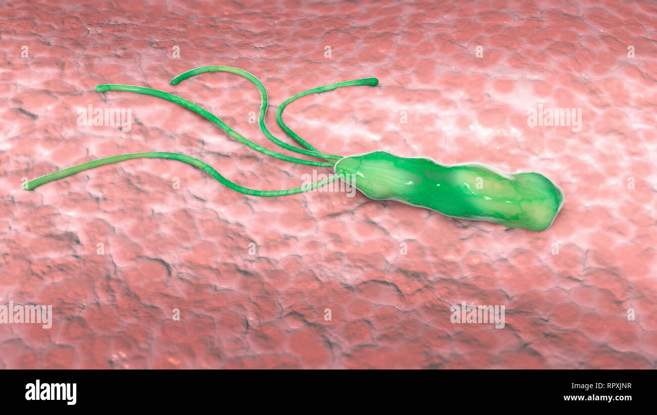 Helicobacter pylori est une bactérie microaérophile habituellement trouvés dans l'estomac. Il est présent dans une personne avec la gastrite chronique et les ulcères gastriques. Banque D'Images