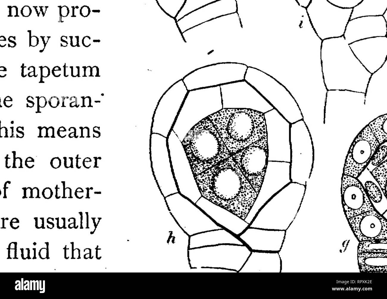 . Texte-livre de botanique, morphologiques et physiologiques. La botanique. 438 des cryptogames. et une cuticularised brown exospore meublées avec des crêtes (IX), et de la chlorophylle est formé au sein de la spore. Dans divers autres Polypodiacese, selon Russow, le cours de le développe- ment des spores est en ce qui concerne différents, que la cellule-mère, comme cela se produit aussi dans la formation de pollen dans les phanérogames marines, se divise en quatre cellules à paroi épaisse, la soi-disant mère-cellules ; le protoplasme de chacune de ces formes ensuite autour de lui-même une couche permanente, et les murs de la cellule-mère subir absorpt Banque D'Images