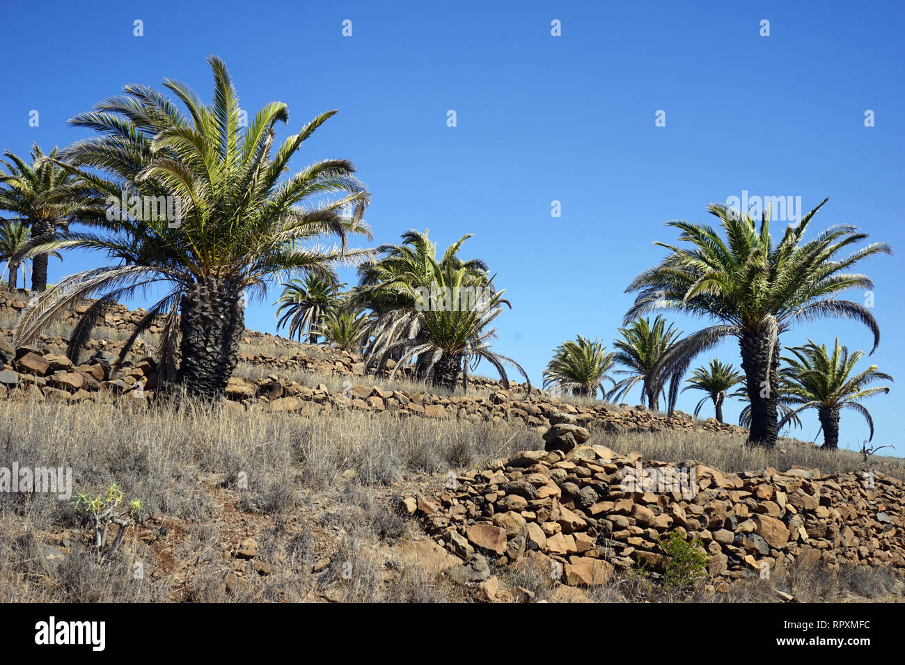 Palmiers près de rock fence sur l'île de La Gomera, Espagne Banque D'Images