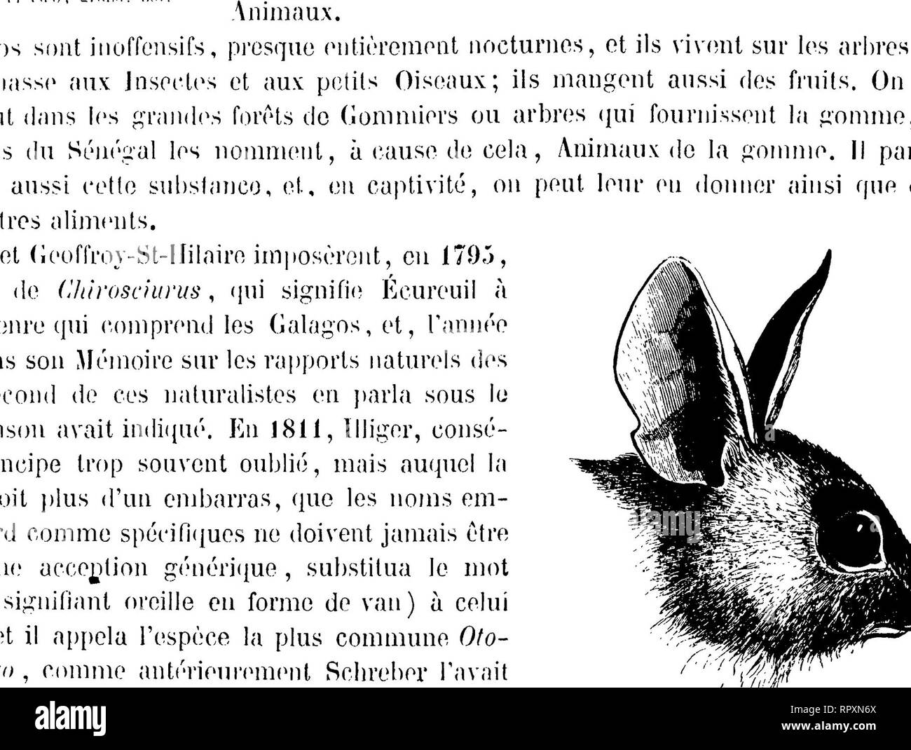 Galago Demidoff Banque d'image et photos Alamy