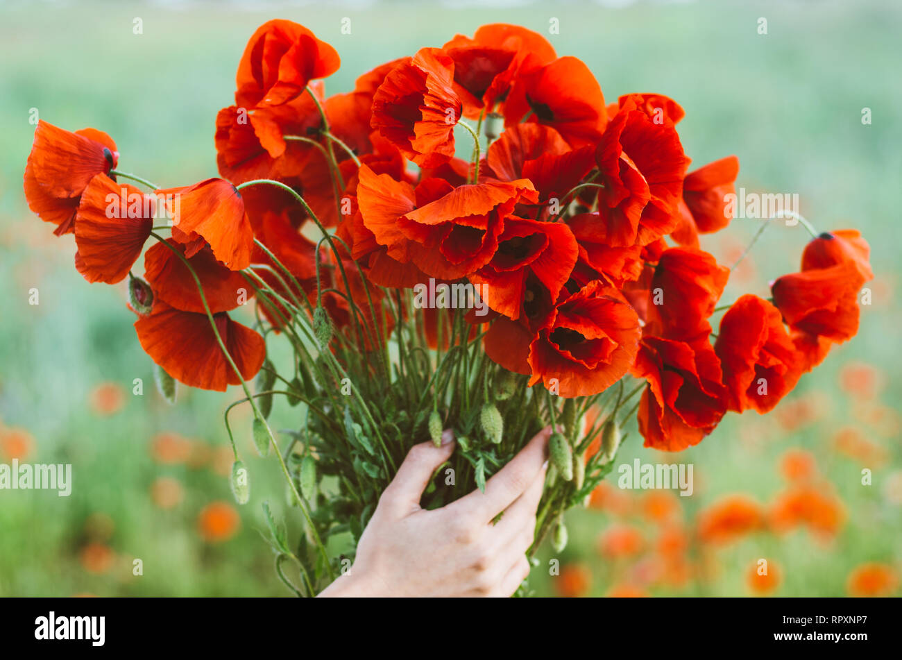 Bouquet De Coquelicots Rouge Femme En Mains Sur Fond De Champ Vert Photo Stock Alamy