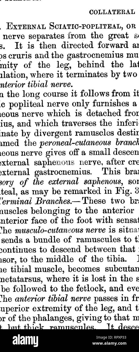 . L'anatomie comparée des animaux domestiques. Anatomie vétérinaire. 776 les nerfs. Le plus long et le plus épais de ces va au quadratus femoris. Que de passer à l'muscle obturateur entre à nouveau dans la cavité pelvienne par la petite encoche ischiatique, et pousse jusqu'à proximité de l'articulation ilio-sacrale. 3. Direction générale à la symphyse ischio-tibiale Fig. 357.. Nerfs EXTERNE OP le membre postérieur. 1, 2, grand sciatique ; 3, nerf saphène externe ; 4, nerf poplité externe ; 5-, un nerf tibial e résultats t ; 6, les troubles musculo-cutané ; 7, de l'origine de la branche cutanée-péronier ; 8, direction générale de l'accessoire o Banque D'Images