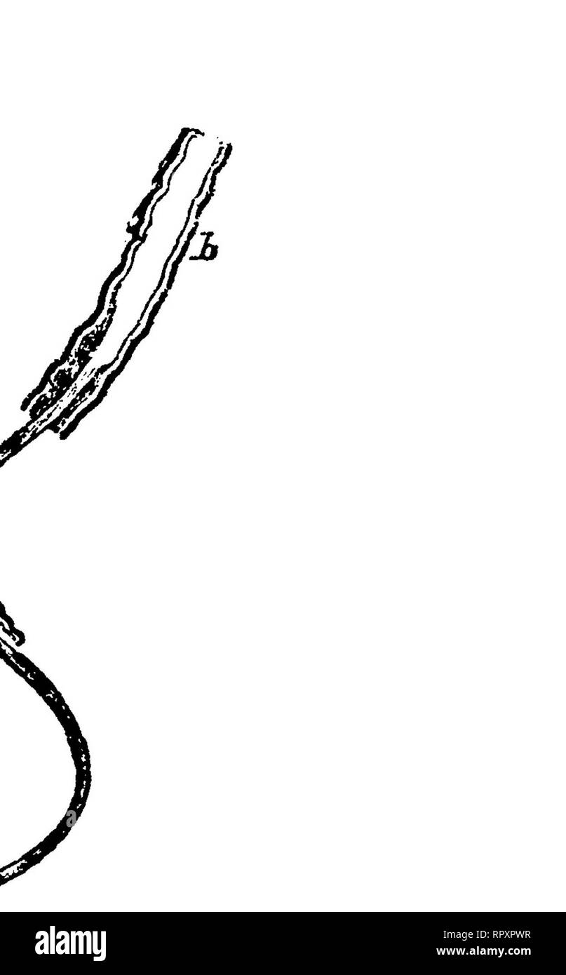 . L'anatomie comparée des animaux domestiques. Anatomie vétérinaire. Ganglionnaires microscopiques FEOM COEUR DE GRENOUILLE. CELI ganglionnaires bipolaires^- NERVEUSES ET FIBRES, DE GANGLION DE CINQUIÈME PAIRE DE LAMPROIE. (Dans certains cas, comme dans les cellules de diverses parties de la moelle épinière, des prolongations subdiviser et ramify de manière étrange, et former un réseau de proximité qui pénètre dans les tissus nerveux. En plus de ces derniers, il y a d'autres cellules nerveuses très complexes dont la structure n'a qu'Fig. 315. Fig. 314.. Veuillez noter que ces images sont extraites de la page numérisée des images qui peuvent avoir être Banque D'Images