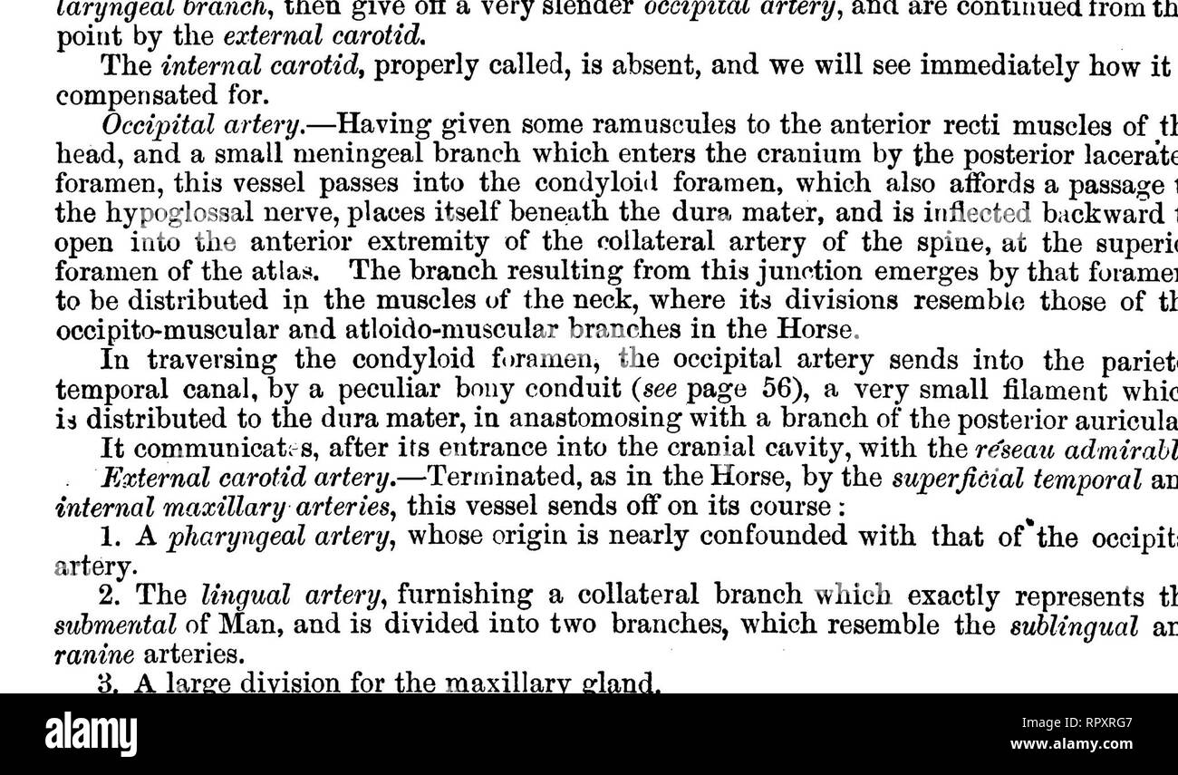 . L'anatomie comparée des animaux domestiques. Anatomie vétérinaire. Les carotides communes, ABTEBIES maxiUa interne 593.ry artère.li n'a pas traverser le canal, comme subsphenoidal que passage osseux n'existe pas. Voici ses principales branches : 1. L'artère dentaire inférieure, qui émet quelques ramuscules ptérygoïde. 2. La spheno-l'apophyse artère, découlant de la même question que la précédente, souvent en commun avec elle, donnant aussi quelques branches ptérygoïde^ et entrer dans le crâne par le foramen ovale pour aider à la formation de la re'seau admirable, d'une manière d'être indiqué ci-après. 3 Banque D'Images