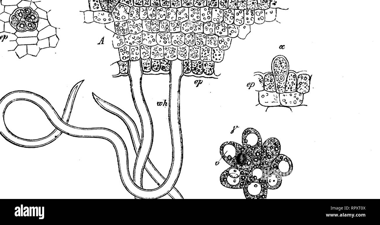 . Texte-livre de botanique, morphologiques et physiologiques. La botanique. 102 MORPHOLOGIE DES TISSUS. ment des balances-feuilles bourgeons (Aesculus), sur stipules qui précèdent les feuilles dans le développement (Cunonia, Fiola, Prunus), sur ochreae (Polygonaceae), ou sur les jeunes feuilles elles-mêmes (Ribes, Clematis). La sécrétion de l'est un mucilage colletères aqueux dans les Polygonaceae ; du reste il est mélangé avec des gouttes de résine ou de sapin baumier. Le mucilage de gomme- se pose toujours de la conversion d'une couche de cellulose se trouvant sous la cuticule de la colleter, la substance de ce qui enfle sur l'addition de l'eau, et soulève la Banque D'Images . Texte-livre de botanique, morphologiques et physiologiques. La botanique. 102 MORPHOLOGIE DES TISSUS. ment des balances-feuilles bourgeons (Aesculus), sur stipules qui précèdent les feuilles dans le développement (Cunonia, Fiola, Prunus), sur ochreae (Polygonaceae), ou sur les jeunes feuilles elles-mêmes (Ribes, Clematis). La sécrétion de l'est un mucilage colletères aqueux dans les Polygonaceae ; du reste il est mélangé avec des gouttes de résine ou de sapin baumier. Le mucilage de gomme- se pose toujours de la conversion d'une couche de cellulose se trouvant sous la cuticule de la colleter, la substance de ce qui enfle sur l'addition de l'eau, et soulève la Banque D'Images