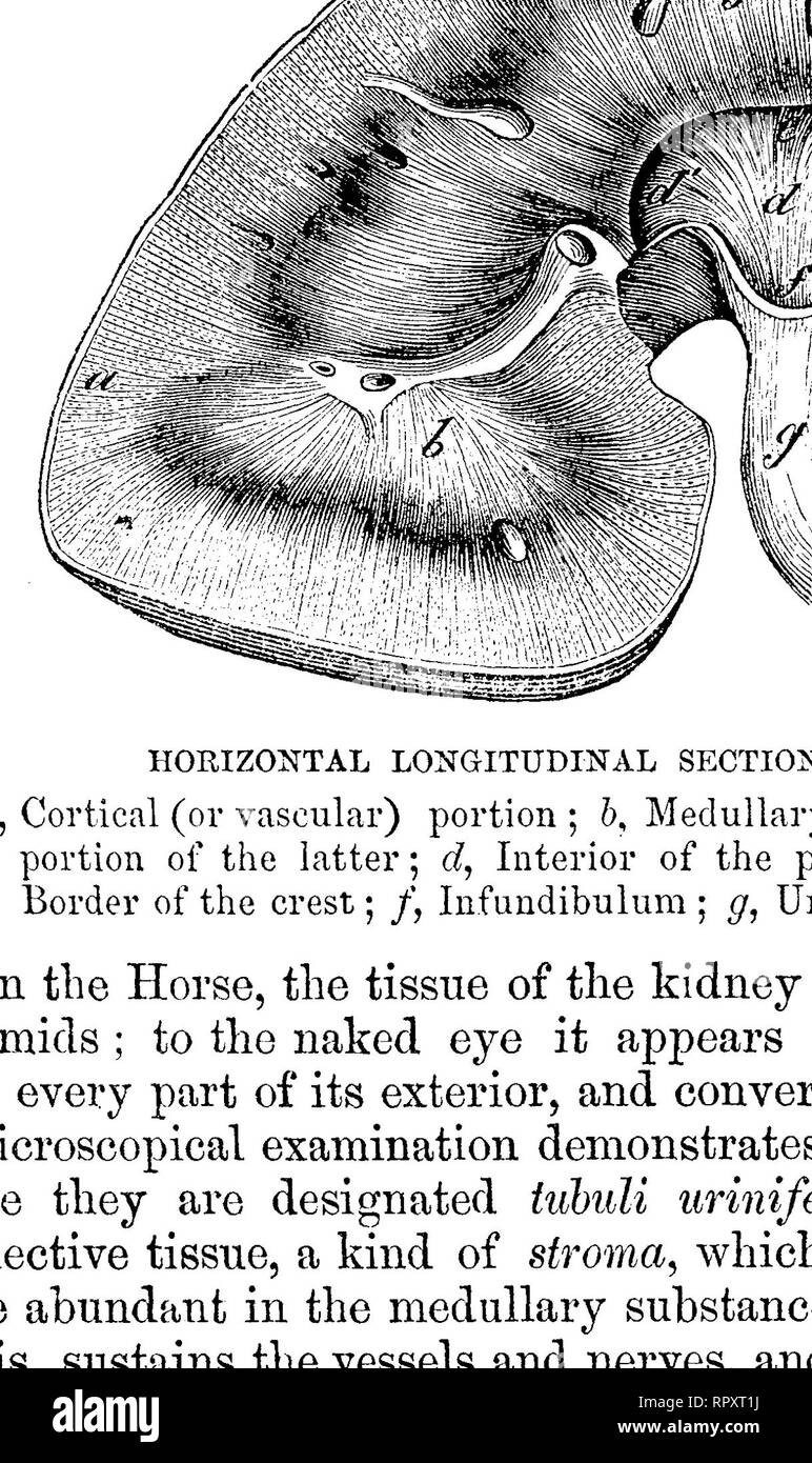 . L'anatomie comparée des animaux domestiques. Anatomie vétérinaire. La section OP LA SUBSTANCE CORTICALE DU REIN A, un nriniferi, Tubuli divisé transversalement, montrant l'épithélium sphéroïdales dans leur intérieur ; B, capsule de Malpighi ; a, sa direction générale afférente de l'artère rénale ; bf son glomérule de capillaires ; c, c, plexus sécrétant formé par ses vaisseaux efférents ; d, d, stroma fibreux. Fig. 250.. Le cours de l'OP SCHÉMA OP LES URINIFEROUS TUBULE. un orifice, à tubules de crête pelvienne ; 6 branches récurrentes, qui forment des boucles, c, dans la partie médullaire du rein et de mettre fin à la Banque D'Images