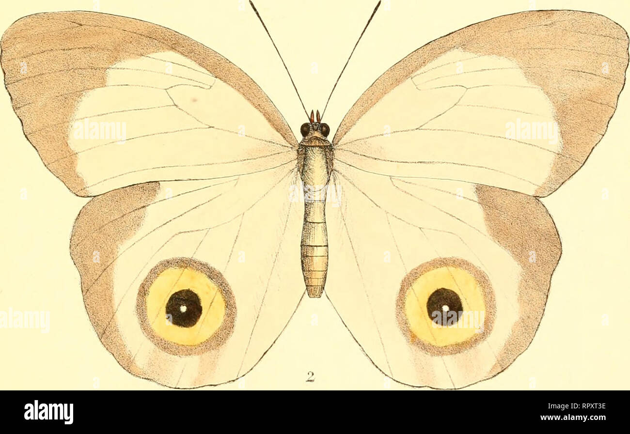 . L'aide à l'identification des insectes. Les insectes. iG6. 1 .ps 2.T( 'a.alholireai pilio2X3,pour'h&amp ;&lt;s JVcUy Woandruv},.. KJrcJ^^l.,i 1(985), p.275. Eomec. Veuillez noter que ces images sont extraites de la page numérisée des images qui peuvent avoir été retouchées numériquement pour plus de lisibilité - coloration et l'aspect de ces illustrations ne peut pas parfaitement ressembler à l'œuvre originale.. Waterhouse, Charles Owen, 1843-1917. Londres : E. W. Janson Banque D'Images