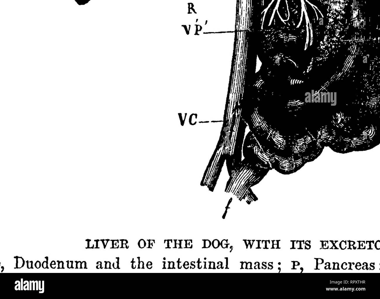 . L'anatomie comparée des animaux domestiques. Anatomie vétérinaire. Dans AFFABATUS 434 L'appareil digestif des mammifères. Chez le chien, le canal d'choledochus, joints à une petite branche de le conduit pancréatique, pénètre dans l'intestin à une distance variable du pylore, selon la taille de l'animal, mais généralement entre 1^ et 4f pouces. Dans la partie comprise entre l'intestin et l'origine du canal cystique, il reçoit plusieurs canaux biliaires de certains- quel diamètre considérable. Dans le Chat, le canal d'choledochus est le plus souvent inséré d'environ 1 à 1 pouces du pylori| Banque D'Images