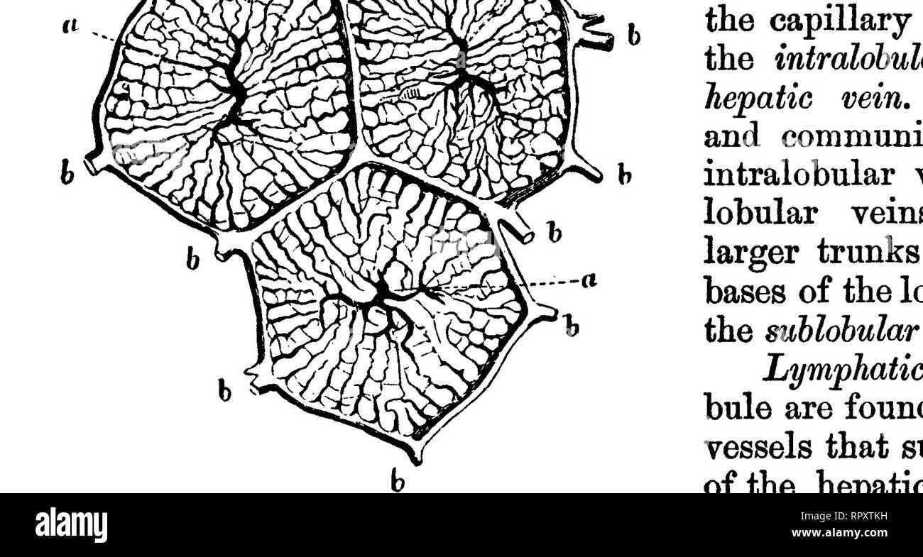 . L'anatomie comparée des animaux domestiques. Anatomie vétérinaire. OBGANS ANNEXÉ AU CANAL DIGESTIF ABDOMINAL. 425 avec le canal pancréatique principal. Les orifices de ces deux canaux sont entourées d'une muqueuse circulaire bj de pliage (ampoule de Vater), qui est généralement très important, et agit comme une soupape dans la prévention de l'entrée de substances alimentaires dans les ouvertures il entoure ce bureau ; il remplit si bien, qu'il ne sera pas même permettre à l'air avec lequel le duodénum est gonflé pour passer dans les conduits. Fig. 216.. L'APPAREIL EXCRÉTEUR DU FOIE DU CHEVAL. 1, lobe gauche du Banque D'Images
