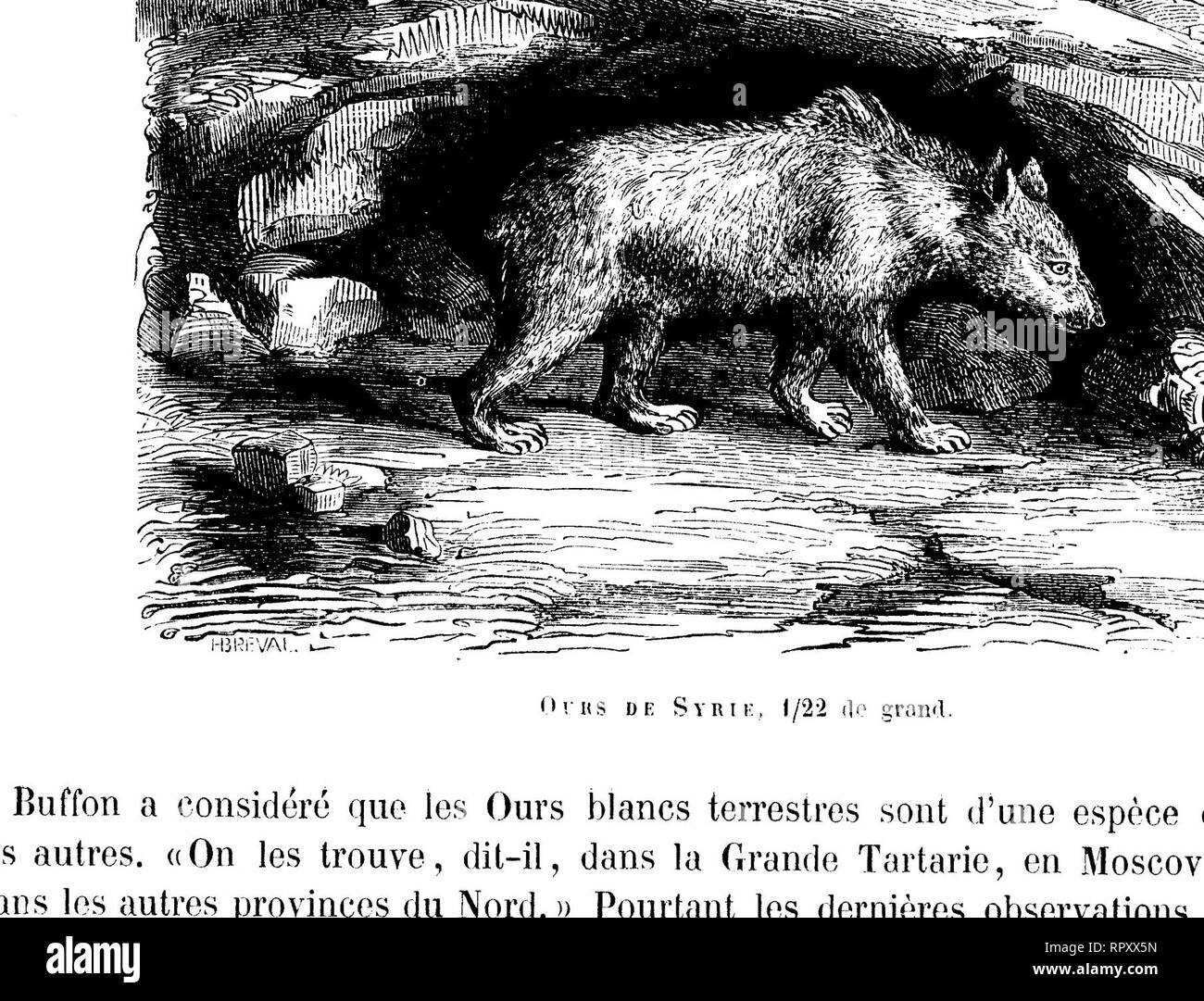 . Histoire naturelle des mammifères, avec l'indication de leurs moeurs, et de leurs rapports avec les arts, le commerce et l'agriculture ;. Les mammifères. FAMILLE DES URSIDÉS. 17 des monts Himalaya, mais on le trouve aussi dans les îles du Japon. Si l'on excepte l'Ours isabelle, c'est l'espèce asiatique qui se rapproche le plus des Ours d'Europe par la taille et par les caractères zoologiques. L'Ours d'Amérique (Ursus americanus, pailas) est noir, sauf sur le museau, qui est fauve ; il se distingue aussi des ours européens par quelques détails de la forme de ses pieds et de sa tête ; sa taille ne dép Banque D'Images