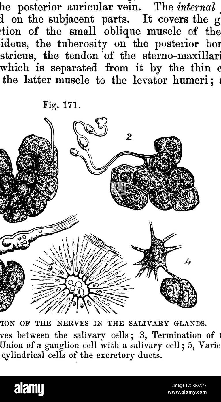 . L'anatomie comparée des animaux domestiques. Anatomie vétérinaire. Les glandes salivaires. 367 navires et des nerfs de la glande parotide,-cette glande reçoit son sang par une multitude de branches artérielles de l'grands navires qu'il couvre. Ses nerfs sont très nombreux, et sont issus de la maxillaire inférieure du visage et des nerfs, et le plexus carotidien. Canal excréteur.-la glande parotide est fourni avec un seul canal excréteur, le canal de Stenon, ainsi nommé de l'anatomiste qui en a donné la bonne description. Il est détaché de la face antérieure de ^^P- 172. frontière de la gland, près de sa Banque D'Images