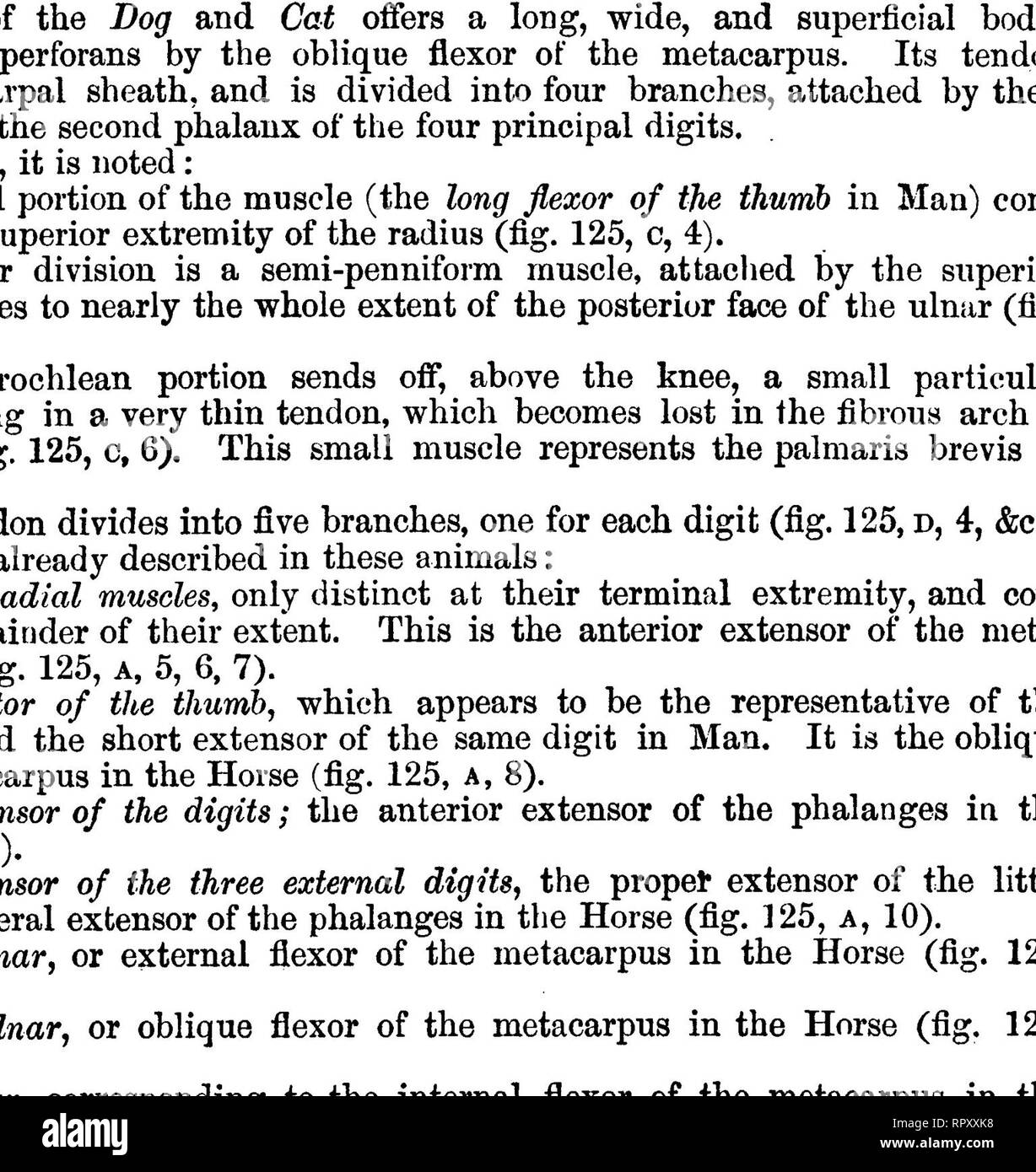 . L'anatomie comparée des animaux domestiques. Anatomie vétérinaire. Les muscles de l'ANTEMIOR LES MEMBRES. 29,95 ig. 125. B. C. 273. MUSCLES DE L'AVANT-BRAS ET DE LA PATTE DE CHIEN. A. superficiel antérieur région.-1, court fléchisseur de l'avant-bras brachial (antérieur) ; 2, Long fléchisseur de l'avant-bras (biceps brachial) ; 3, 4 ; Anconeus, ronde pronator ; 5, la face antérieure de l'extenseur radial du métacarpe (externe) ; 6, son tendon d'insertion, à destination de la quatrième métacarpe ; 7, ce qui va à la troisième ; 8, de l'oblique externe du métacarpe (long abducteur et court extenseur du pouce) ; 9, ext commun Banque D'Images