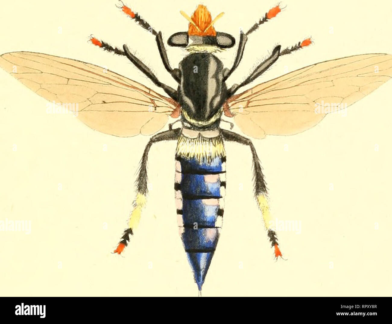 . L'aide à l'identification des insectes. Les insectes. L'aide. 124.. Phellus glaucus, Walker" nsecLa ScuarxAej, /, uxrtou'S, (1650),p.nO W. en Australie.. Veuillez noter que ces images sont extraites de la page numérisée des images qui peuvent avoir été retouchées numériquement pour plus de lisibilité - coloration et l'aspect de ces illustrations ne peut pas parfaitement ressembler à l'œuvre originale.. Waterhouse, Charles Owen, 1843-1917. Londres : E. W. Janson Banque D'Images