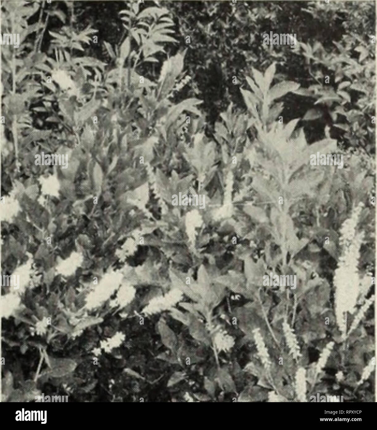 . Aiken's fleurs des fougères arbres fruits à baies roses plantes arbustes arbres conifères vigne légumes. Catalogues ; arbres plantes Vermont Vermont Vermont Catalogues Catalogues ; fleurs ; pépinière Vermont Vermont catalogues ; légumes ; Horticulture Catalogues Catalogues du Vermont. Le AIKEN PÉPINIÈRES, Putney, VERMONT Page 27 la fin de lilas, Syringa villosa. 2-3 ft. 75c chacune. Lilas pourpre commune. Syringa vulgaris. En 18-24. 60c ; chaque 2-3 ft. 75c chacune. Lilas blanc commun, Syringa vulgaris alba. 2-3 ft. 75c chacune. Le bleuet, Vaccinium pennsyl- vanicum. Dans les gazons d'environ 10 mètres carrés.. 60c chacune. MAYFL Banque D'Images