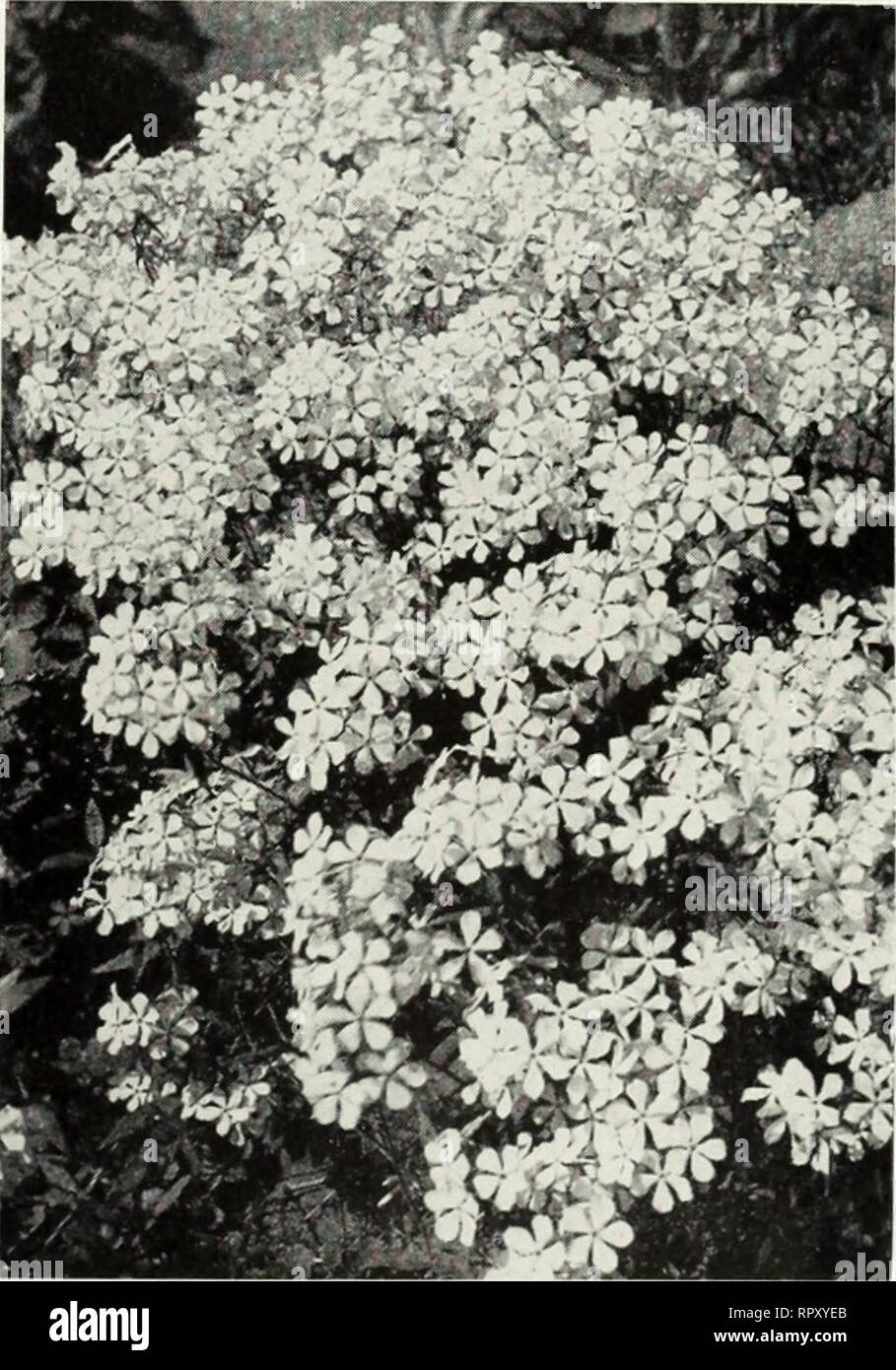 Aikens 1953 Livre Le Jardin Catalogues Arbres Plantes