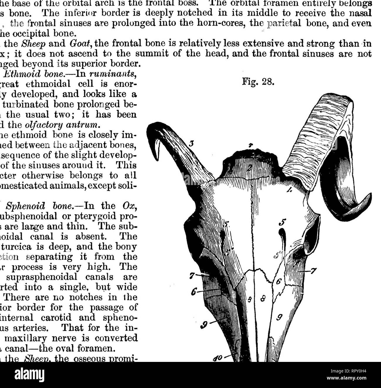 . L'anatomie comparée des animaux domestiques. Anatomie vétérinaire. 58 LES OS, dépasse l'apophyse mastoïde, et est prolongée à l'apophyse mastoïde protubérance. Ce dernier est très volumineux. Le subuliform proceas est plus grande et plus forte que dans le cheval ; et il n'y a pas de fissure de la mastoïde. Dans le Shee^p^ Goaf et l'apophyse mastoïde est à peine distincte de la crête ; et la portion de la mastoïde de l'os n'est qu'à une période tardive consolidée avec la partie petrous. Fig. 29.. la tête de boeuf*, face postérieure. A, l'os pariétal.-1, trou occipital, Condyle occipital ; 2 ; 3, processus styloïde de t Banque D'Images