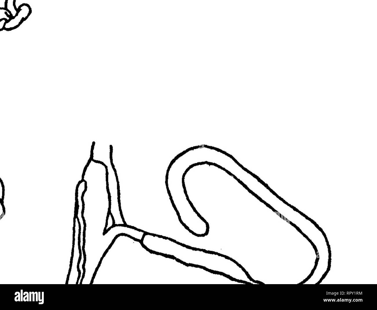 . Des escargots de Hawaï, l'île de Noël, et Samoa. Mollusques les mollusques escargots ; ; ; mollusques. Figure 15.-PartuHna mauiensis, une (Pfeiffer), les organes génitaux ; b, Partulina horneri (Baldwin), les organes génitaux ; c, Partuli NewcombX^ta dubia (, organes génitaux ; d, Newcomhia cumingi (Newcomb), organes génitaux. Cooke et j'ai examiné. '^ redfieldii Partulina et tessellata, Achati- nella decipens, vulpina, lorata var. pidchella, et turgida n'étaient pas distin- guishable l'un de l'autre. Parttdina proxima était similaire à l'exception d'une courte première division de l'annexe et d'un petit rein, qui ressemblait à celle de F. rufa. P. ruf Banque D'Images