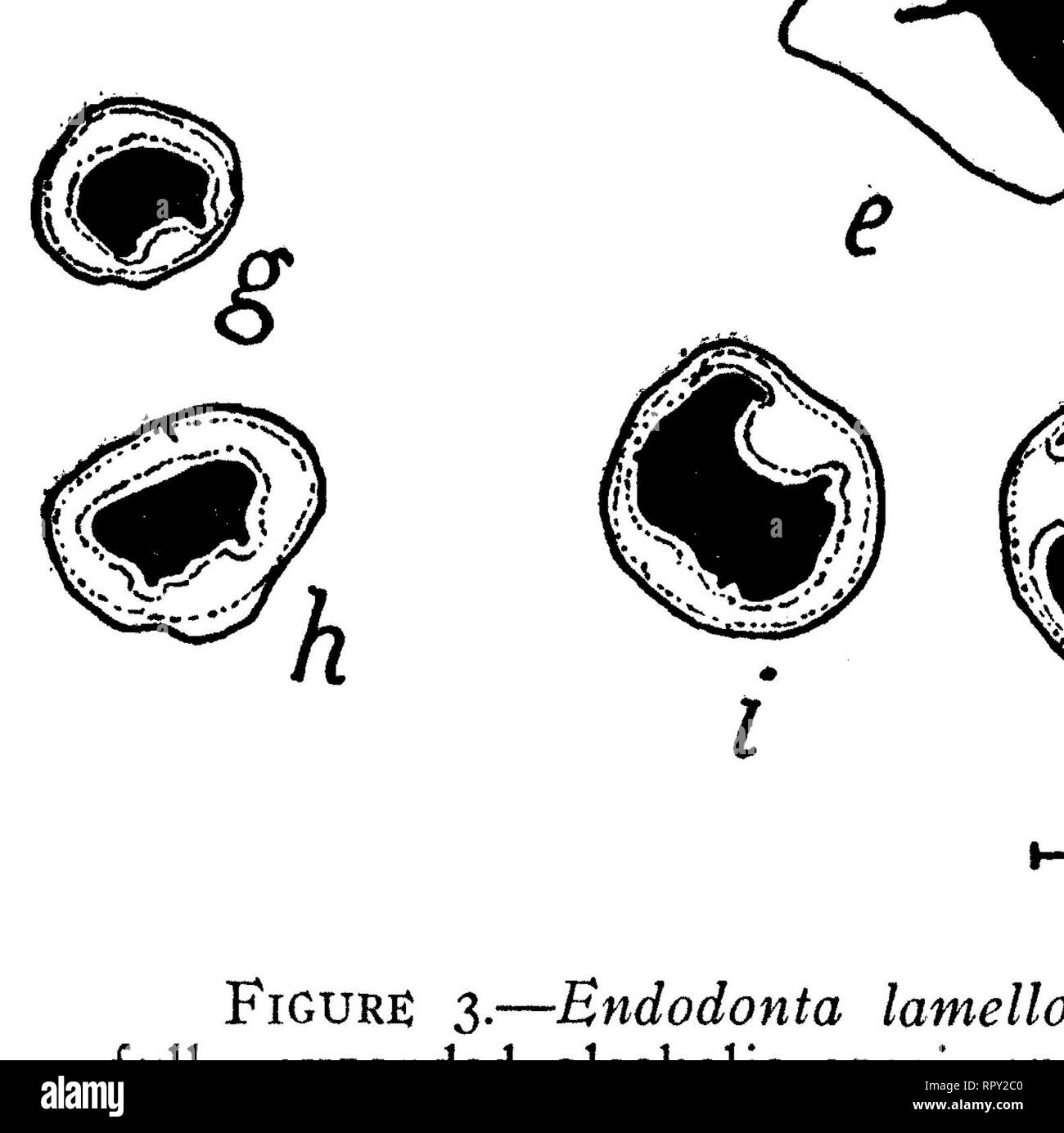 . Des escargots de Hawaï, l'île de Noël, et Samoa. Mollusques les mollusques escargots ; ; ; mollusques. Pilshry, Cooke, Ned-escargots de Hawaï, Samoa, Noël 19 qu'il est situé à peu de distance, probablement moins d'un quart de mille, s'il peut avoir été à une altitude légèrement inférieure. Il y a peu de doute que les deux appartiennent à la même race géographique. Donc] ?T La partie externe de l'anatomie de l'animal est uniformément blanchâtre avec une légère teinte jaunâtre. Les rainures de la pédale sont peu profondes et très étroit, mais facilement établie. Leur position est indiquée dans les figures 3, ^, c, d. L'unique est étroite et ne Banque D'Images