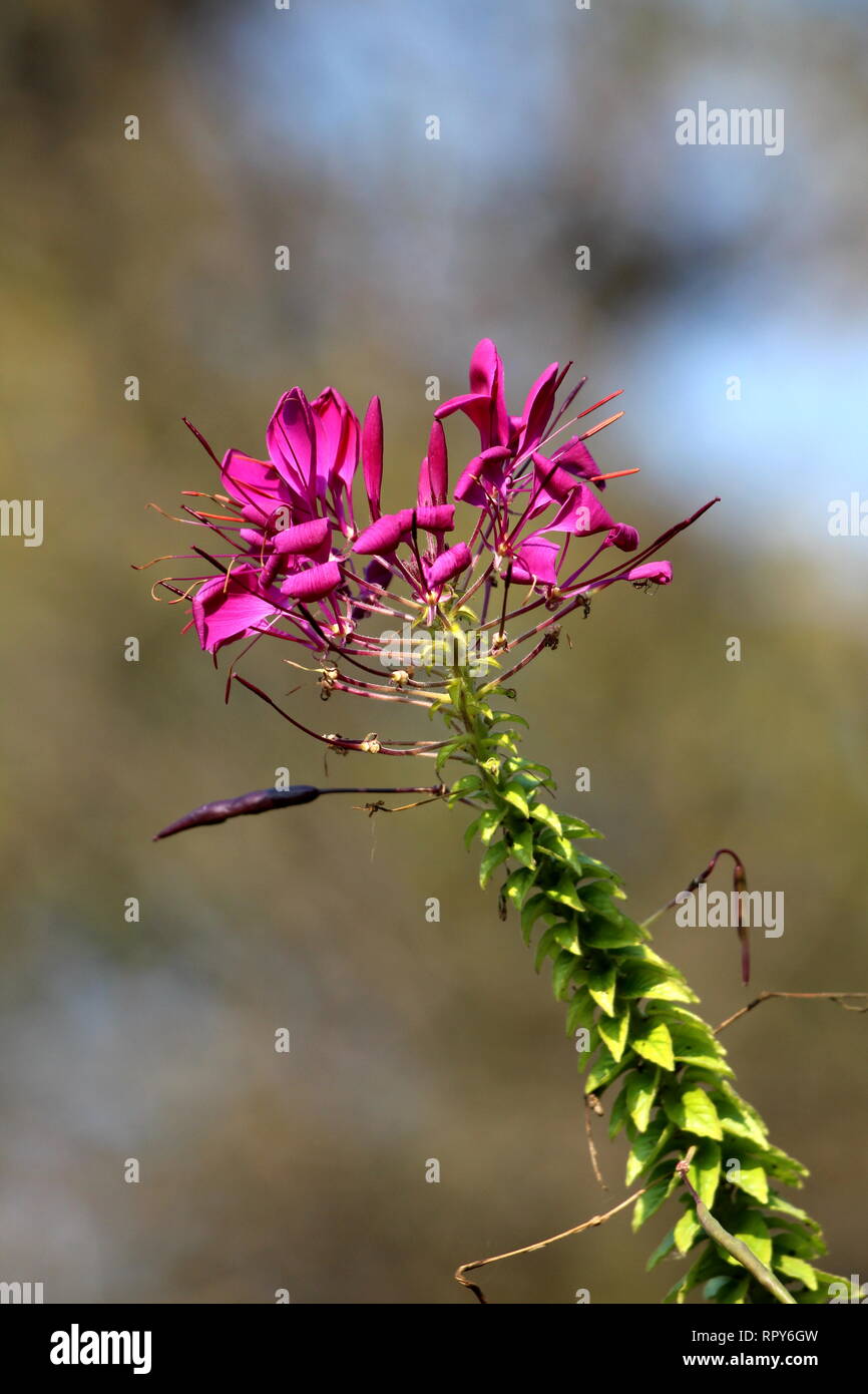 Cleome hassleriana araignée fleur ou plante araignée ou grands-pères ou de plantes à fleurs en croissance annuelle moustaches avec palmately feuilles composées Banque D'Images