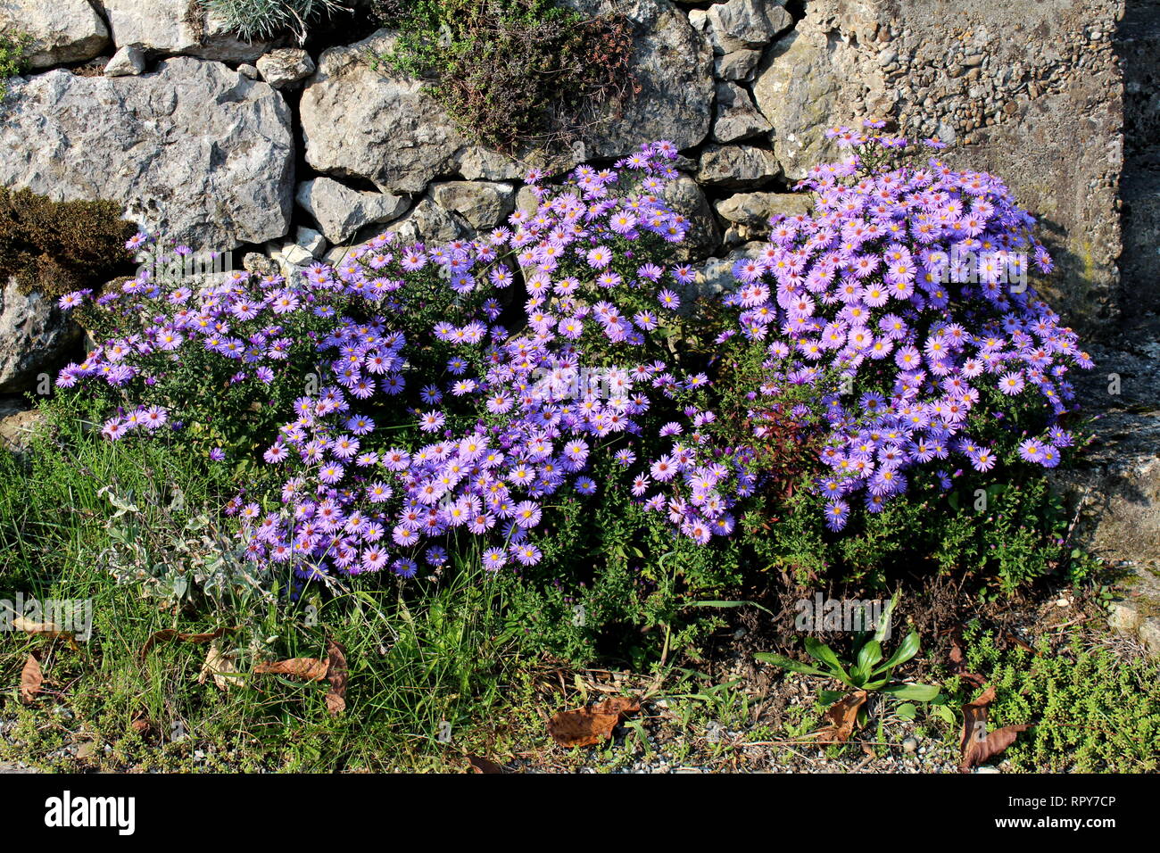 Aster violet fleurs plantées à forte densité comme petit buisson en face de mur en pierre traditionnel entouré d'herbe et d'autres plantes sur chaude journée ensoleillée Banque D'Images