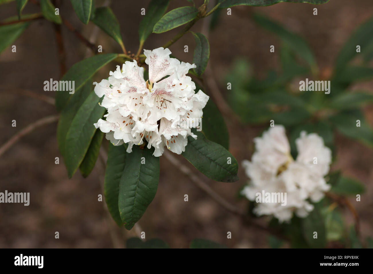Rhododendron arboreum ssp cinnamomeum Banque D'Images