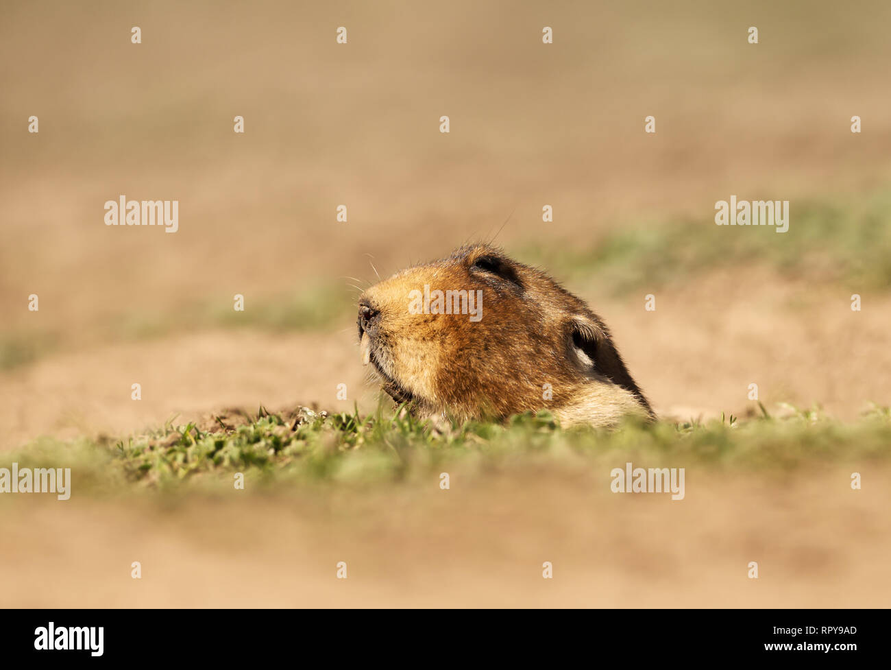 Close up of a big-rats-taupes africains dirigés, montagnes de balle, de l'Éthiopie. Banque D'Images