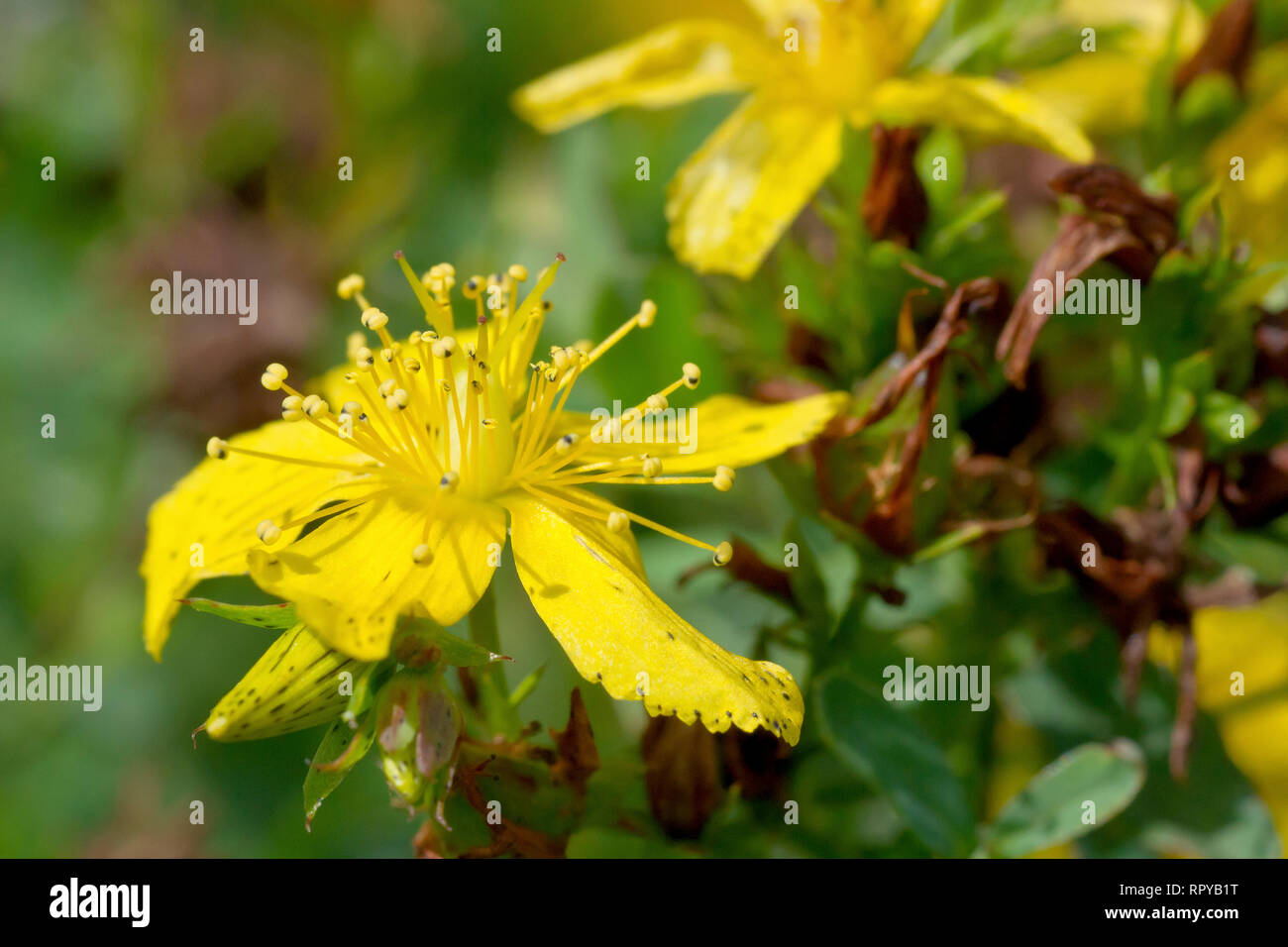 Perforer St. John's-millepertuis (hypericum perforatum), gros plan d'une fleur simple avec les boutons. Banque D'Images