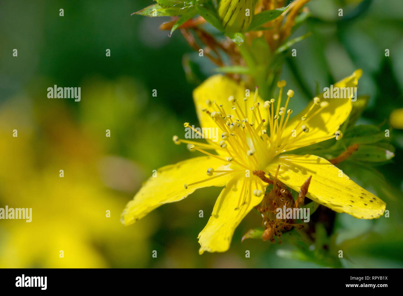 Perforer St. John's-millepertuis (hypericum perforatum), gros plan d'une fleur simple. Banque D'Images