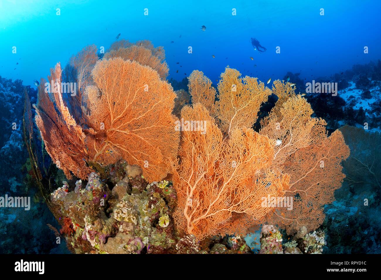 Plongeur flotte au-dessus de la crête des récifs coralliens avec Giant Sea Fans (Annella mollis), Red Sea, Egypt, Red Sea, Egypt Banque D'Images