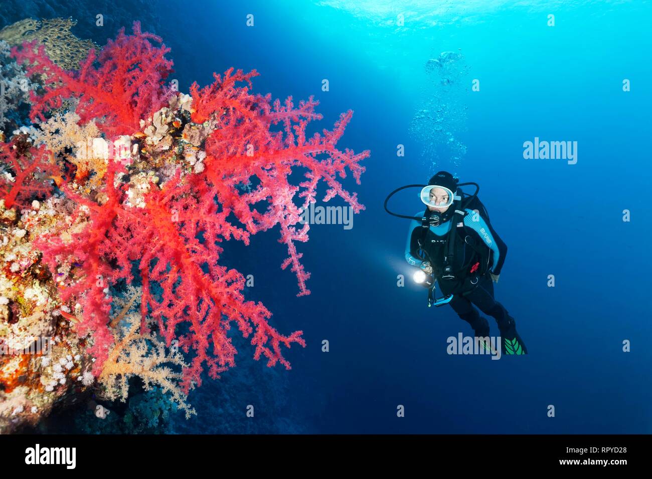 Diver avec lampe à la recherche de coraux mous à Klunzinger (Dendronephthya klunzingeri) au mur raide des récifs de corail, Mer Rouge, Egypte Banque D'Images