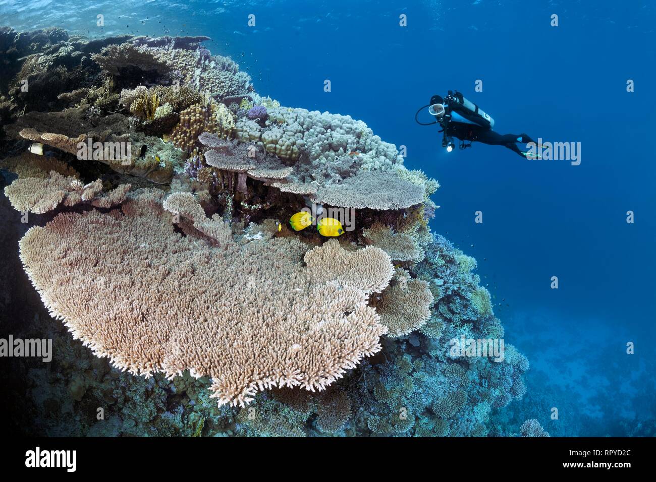 Affichage plongeur coraux déchets avec Steinkoralle sp. (Acropora robusta), paire Bluecheek médiocre (Chaetodon semilarvatus) Banque D'Images