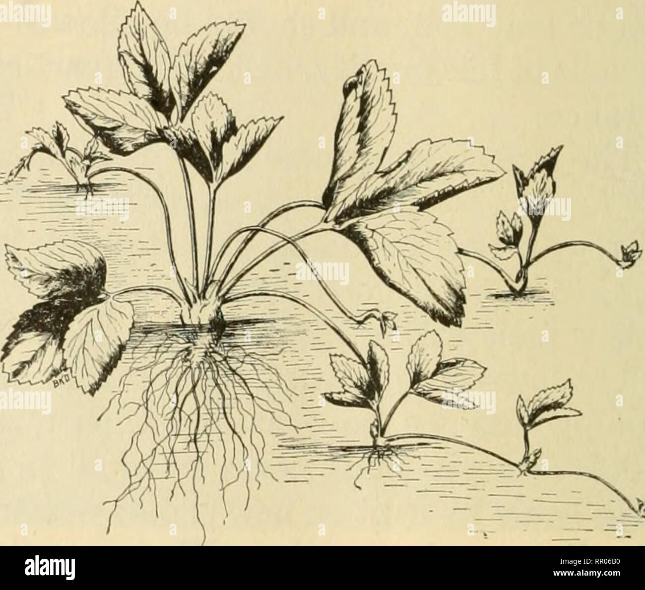 . L'agriculture pour le Kansas écoles communes. L'agriculture. 400 L'AGRICULTURE l'hiver en fixant les cannes et les recouvrir de terre. Chaud et sec pour locahties quelques variétés originaux- nées par l'arrêt R. c. Munson, du Texas, en traversant l'après- avec d'autres variétés de raisins, sont les meilleurs. Parmi eux, Fern Munson, projecteur et Xylenta. Les petits fruits. Petits fruits méritent tous leur popularité ; car ils sont généralement réussi, entrent en compte peu de temps après la plantation, et ne sont pas difficiles à cultiver. La fraise. La fraise est le premier fruit de notre saison, généralement en maturation Kansas au l Banque D'Images