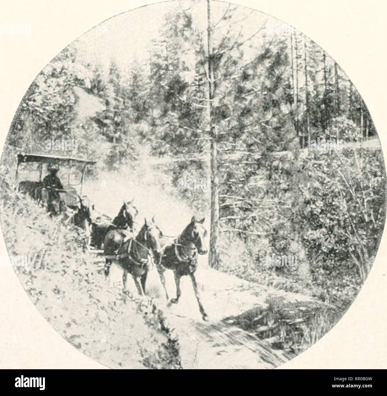 . La gazette de l'agriculture de la Nouvelle Galles du Sud. L'agriculture, de l'Agriculture -- Australie Nouvelle Galles du Sud. 584 Gazette agricole du N.S.W. [J ?&lt ;/y 2, 1908. M. (Uirncy a l'intention de faire un enregistrement &lt;si :- la quantité de l'infection à différentes saisons et dans diticrcnl les cultures. 'J'il^ Les histoires de vie des mouches des fruits divers ; nund)er des couvées chaque année, et se&lt;jueiie( ! Des cultures attaquées. L'infection des fruits sauvages ; mesure de I'einfectinn la de vergers, le cas échéant, à partir de fruits sauvages voisines. Résultats de la destruction des fruits infectés (dans jrchaids et boutiques, et dans l'iorted]ini distri(;t rail liy Banque D'Images