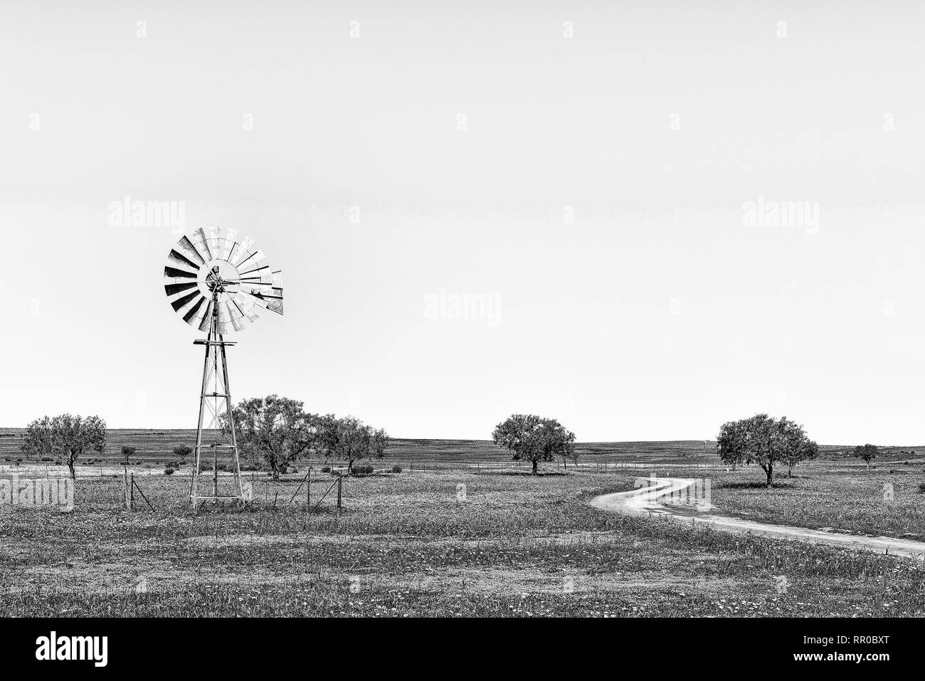 Un moulin à vent et une route dans un champ de fleurs sauvages près de Nieuwoudtville dans la province du Cap du Nord. Monochrome Banque D'Images