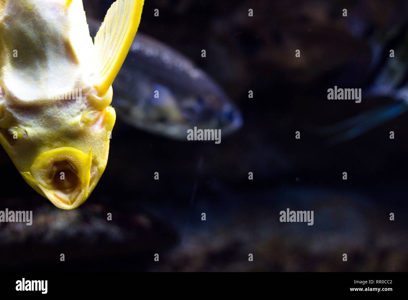 Belle couleur jaune poisson attaché à la vitre de l'aquarium. C'est un spectacle intéressant de les habitants de la profondeur de l'eau. Banque D'Images