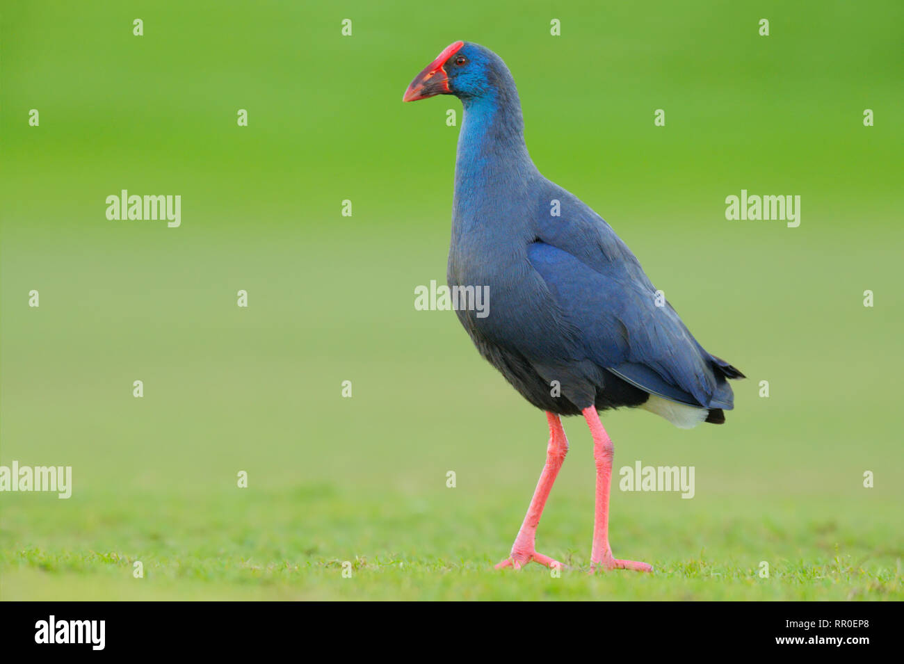 Talève sultane - Porphyrio porphyrio - caimão Banque D'Images