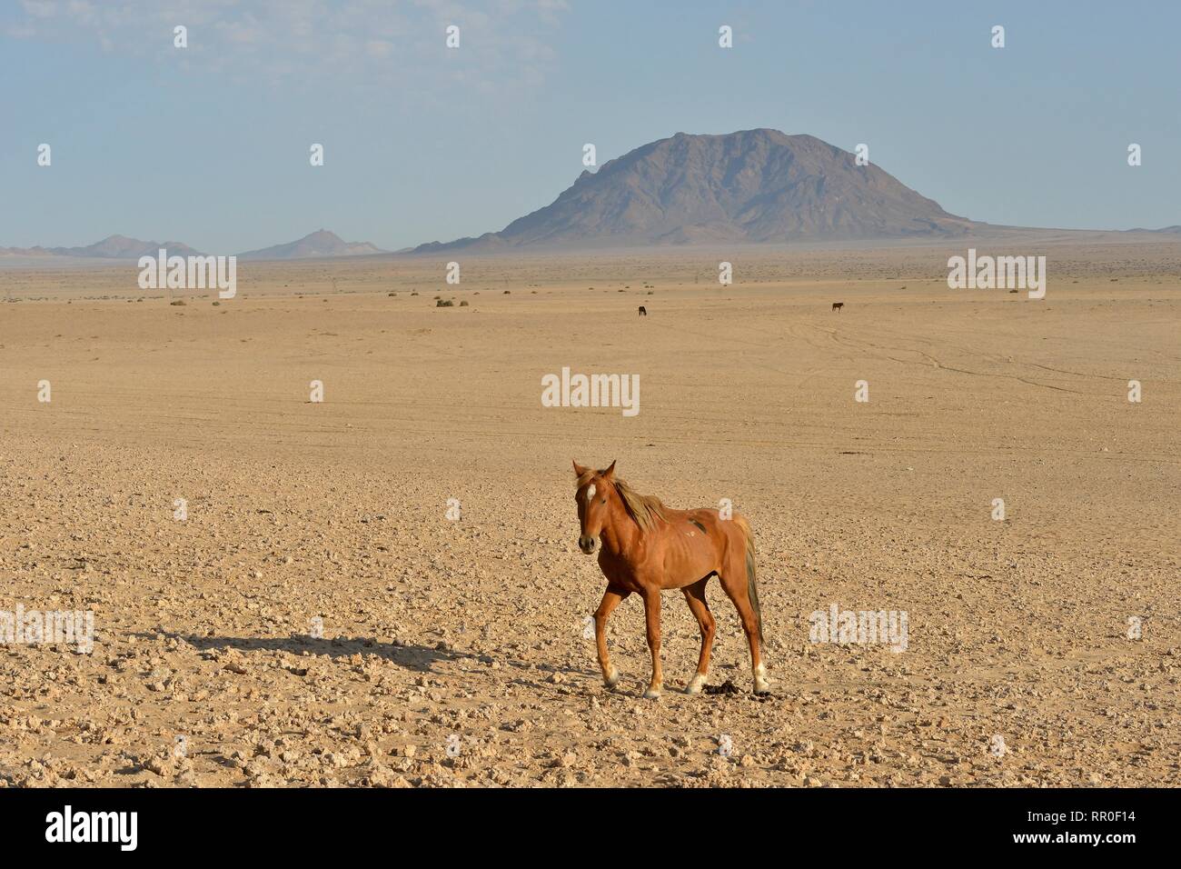 Zoologie, de Mammifères (Mammalia), Désert du Namib, cheval cheval sauvage de Namibie Namib ou (Equus ferus) près du, Additional-Rights Clearance-Info-Not-Available- Banque D'Images
