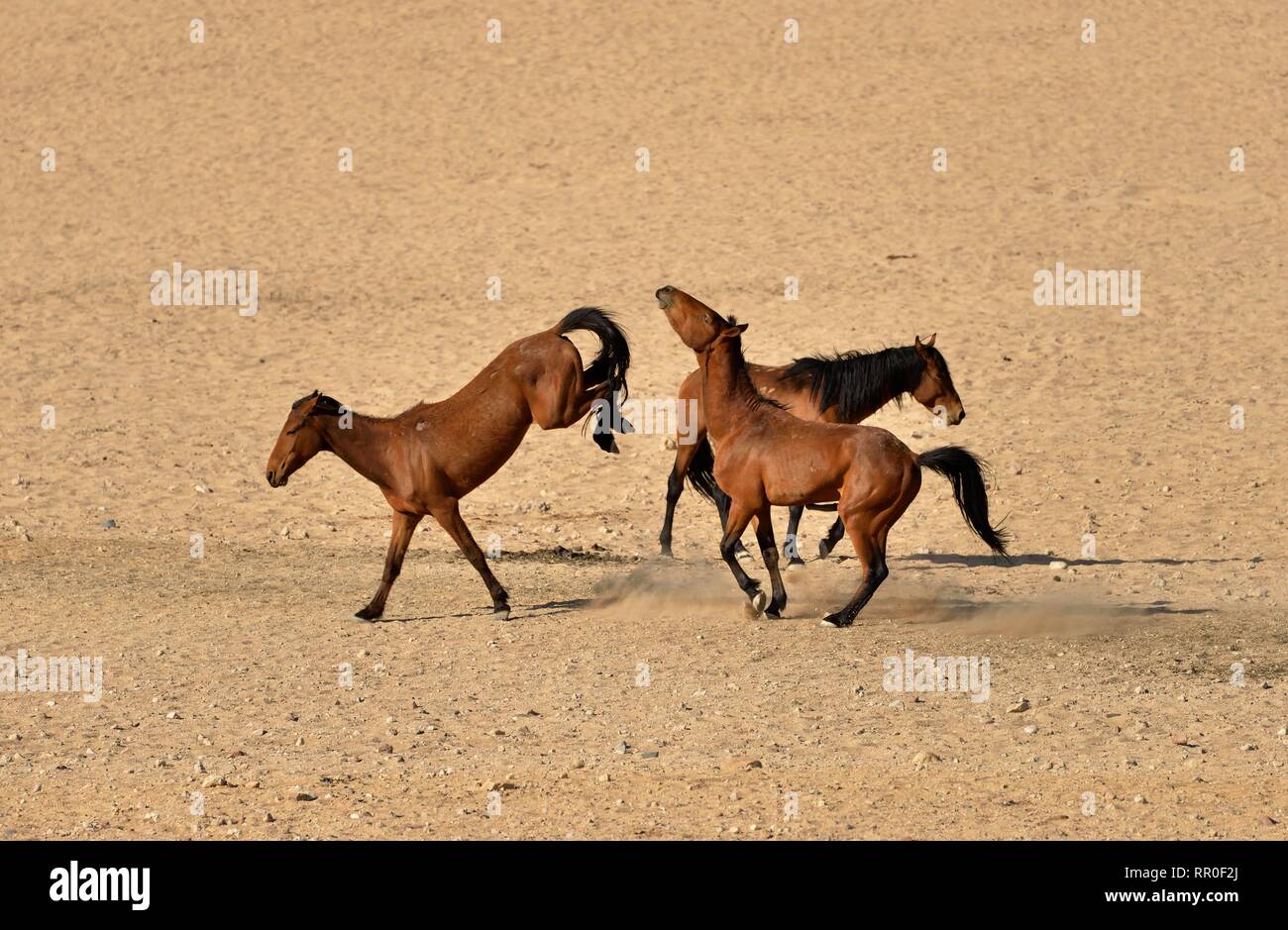 Zoologie, de Mammifères (Mammalia), Désert du Namib, cheval cheval sauvage de Namibie Namib ou (Equus ferus) près du, Additional-Rights Clearance-Info-Not-Available- Banque D'Images