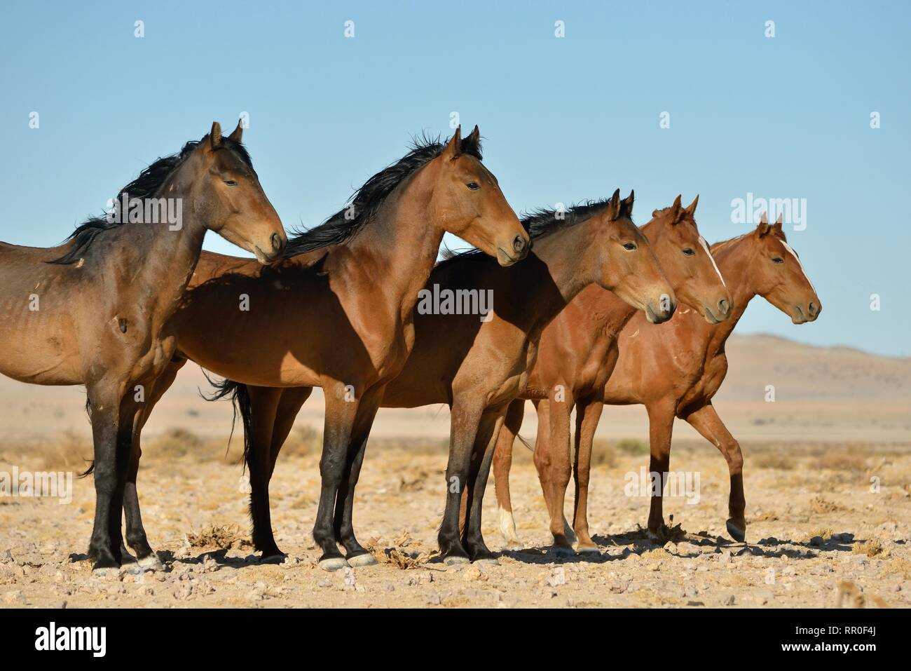 Zoologie, de Mammifères (Mammalia), Désert du Namib, cheval cheval sauvage de Namibie Namib ou (Equus ferus) près du, Additional-Rights Clearance-Info-Not-Available- Banque D'Images