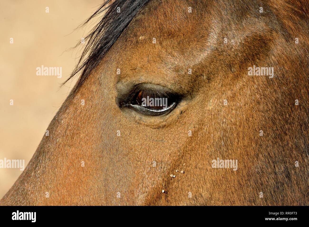 Zoologie, de Mammifères (Mammalia), Désert du Namib, cheval cheval sauvage de Namibie Namib ou (Equus ferus) près du, Additional-Rights Clearance-Info-Not-Available- Banque D'Images