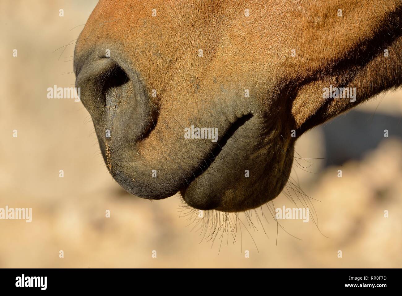 Zoologie, de Mammifères (Mammalia), Désert du Namib, cheval cheval sauvage de Namibie Namib ou (Equus ferus) près du, Additional-Rights Clearance-Info-Not-Available- Banque D'Images