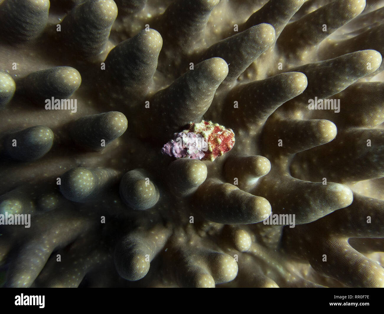 Close up detail de vieille croûte seashell blotti dans les bras de coraux durs. Textures et formes plein cadre. Prises sous l'eau dans les Palaos. Banque D'Images