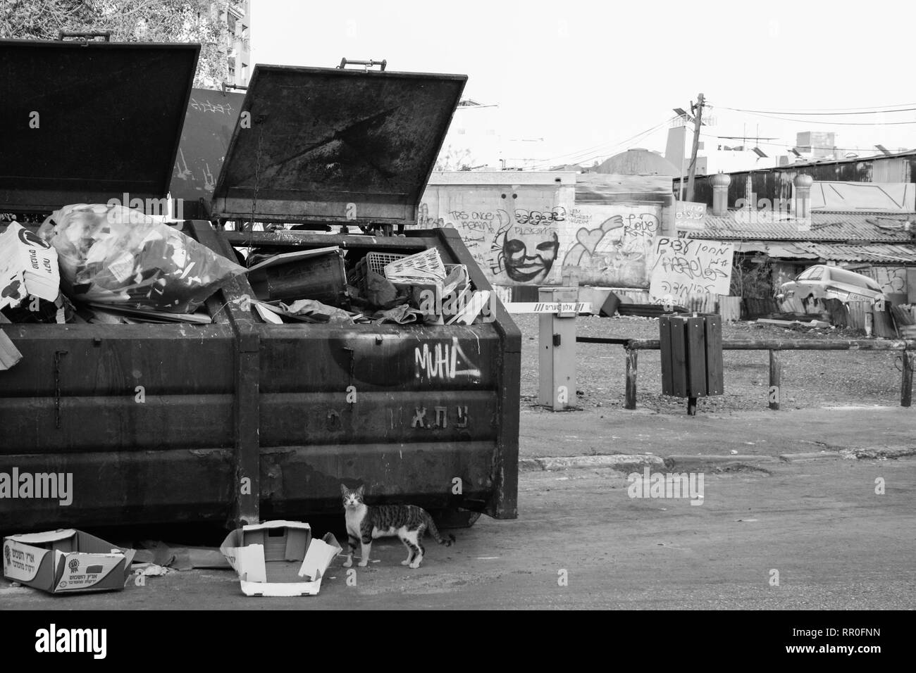 Chat curieux devant une poubelle- Tel Aviv, Israël Banque D'Images