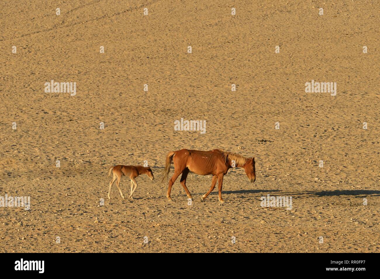 Zoologie, de Mammifères (Mammalia), Désert du Namib, cheval cheval sauvage de Namibie Namib ou (Equus ferus) près du, Additional-Rights Clearance-Info-Not-Available- Banque D'Images