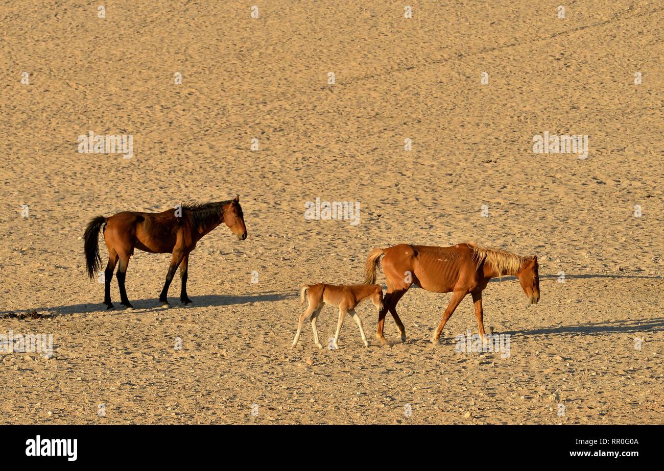 Zoologie, de Mammifères (Mammalia), Désert du Namib, cheval cheval sauvage de Namibie Namib ou (Equus ferus) près du, Additional-Rights Clearance-Info-Not-Available- Banque D'Images