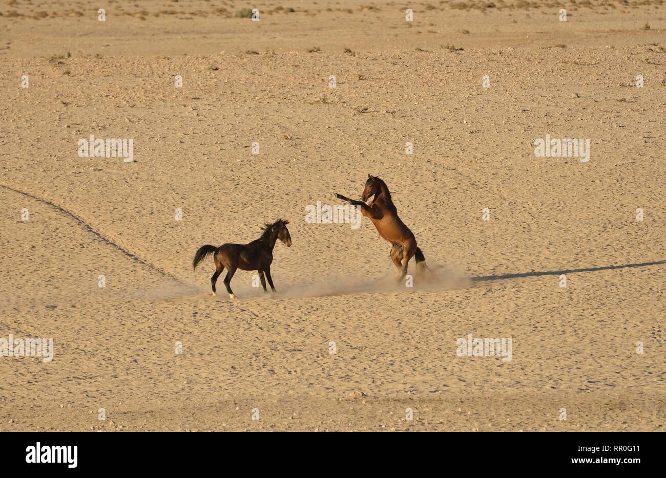 Zoologie, de Mammifères (Mammalia), la lutte contre le désert de Namib Horse, cheval sauvage de Namibie Namib ou (Equus ferus), Additional-Rights Clearance-Info-ne-Not-Available Banque D'Images