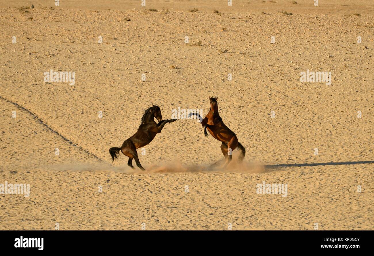 Zoologie, de Mammifères (Mammalia), la lutte contre le désert de Namib Horse, cheval sauvage de Namibie Namib ou (Equus ferus), Additional-Rights Clearance-Info-ne-Not-Available Banque D'Images