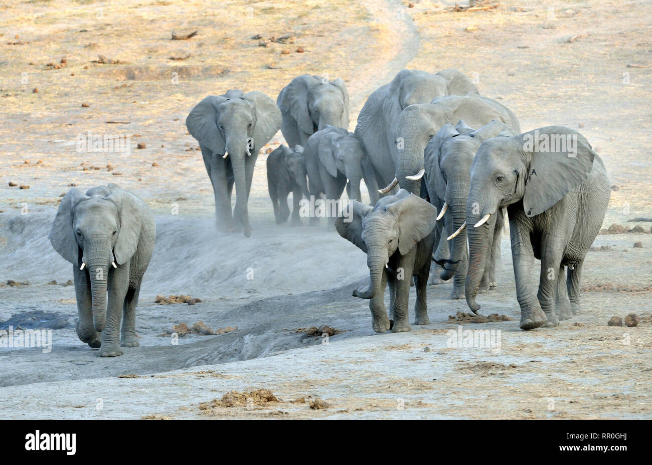 Zoologie, de Mammifères (Mammalia), elephant (Loxodonta africana) près de la camp Somalisa, parc national de Hwange, Additional-Rights Clearance-Info-Not-Available- Banque D'Images